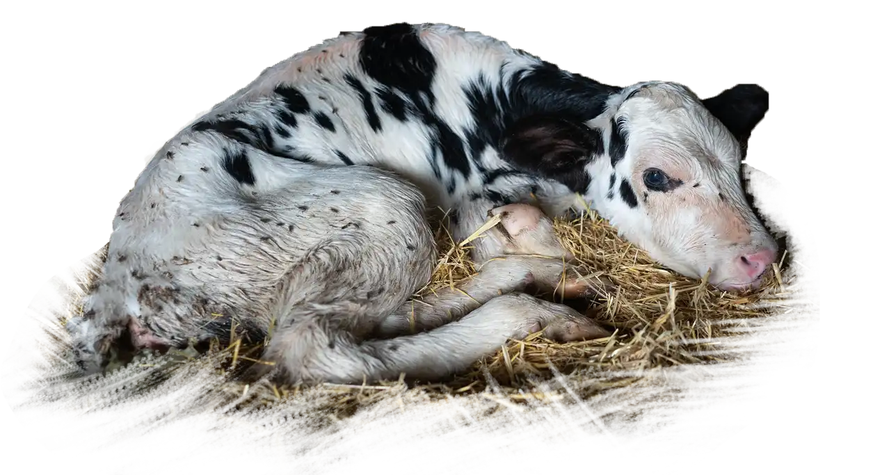 Animal